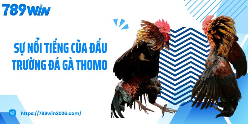 Sự nổi tiếng của đấu trường đá gà thomo 